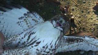 Trapping Wild RedTail Hawks [upl. by Zoller202]