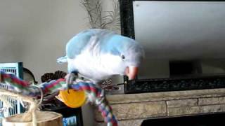 Tycho the Quaker Parrot  talks and fartsa lot [upl. by Ainerbas]