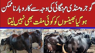 Today Gojra Maweshi Mandi  Buffalo Fresh Rates Update  Buffalo Mandi [upl. by Dronel]