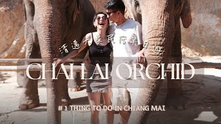 【泰國 EP1】清邁必去大象民宿｜跟大象一起洗澡散步吃飯｜MY FAVORITE DAY IN CHIANG MAI｜《CHAI LAI ORCHID》 [upl. by Meehar]