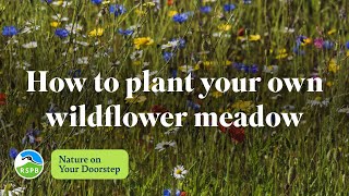 How to plant a wildflower meadow  RSPB Nature on Your Doorstep [upl. by Henden664]