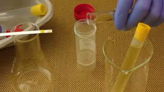 Synthetic Urine  How To Instantly Pass A Drug Test [upl. by Audley]