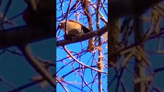 Tufted Titmouse eating an acorn wildlife bird titmouse nature [upl. by Ahsoym721]