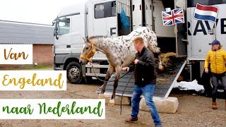 MIJN NIEUWE PAARD UIT ENGELAND KOMT AAN IN NEDERLAND  felinehoi [upl. by Nytsirhc432]