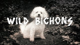 Wild Bichons [upl. by Atlante]