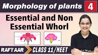 Morphology in Plants 04  Essential amp Non Essential Whorl  Class 11NEET  RAFTAAR [upl. by Atselec]