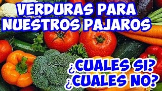 ALIMENTACION  VERDURAS PARA NUESTROS PAJAROS CUALES SI Y CUALES NO Parte 1 [upl. by Dow474]