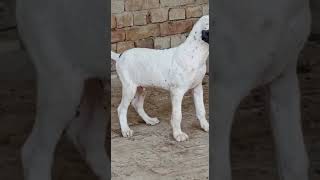 Pakistani bully Gultair dog puppy [upl. by Derdlim309]