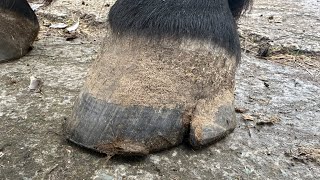 Helping This Horse With A Massive Hoof Crack Amazing What A Trim Can Do Hoof Restoration [upl. by Anaitsirk]