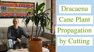 How to Propagate Dracaena Cane Plant by Cuttings [upl. by Weil216]