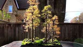 Larch Forest Overwintering bonsai trees Nov 2014 [upl. by Emeric]