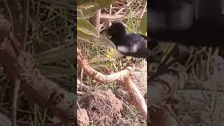 Bird Dance 😁😃 reels shots birds birdslover youtubeshorts [upl. by Carmena]