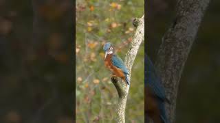 nature  kingfisher  bird  forest  beautiful scenery  relaxing clip  PT 2  EP 7  🏞️🌄🤩😍🥰❤️💕 [upl. by Hgeilhsa]