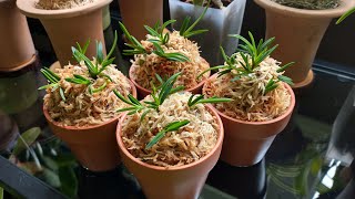 Deflasking Neofinetia falcata Manjushage x Shutenno [upl. by Stalker46]