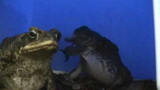 Giant Toad Eats A Mouse [upl. by Petr]