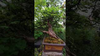 Bonsai de Calliandra Spinosa bonsai [upl. by Annavoj]