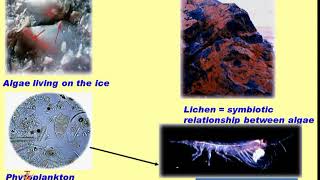 Adaptations of Extremophiles Part 1 [upl. by Zetneuq]