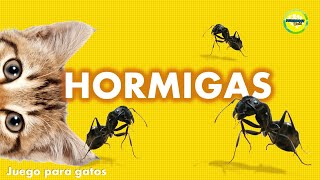 Videos para gatos  Hormigas [upl. by Grimbly]