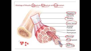 Muscles Endomysium Perimysium Epimysium [upl. by Lorine100]