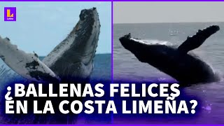 ¿Por qué hay ballenas saltando en la costa limeña [upl. by Glenn850]