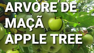 📢 VLOG NO QUINTALÁRVORE DE MAÇÃ 🍏 😋 VLOG IN THE GARDEN APLLE TREE 🍏😋 vlog garden fruit [upl. by Luthanen]