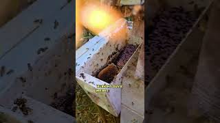 Removing a Massive 4Foot Hive  Full Video ⬆️ bee beekeeping shorts [upl. by Nalyac]