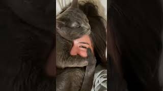 🤣🤣🤣foryou funny cat cutecat cute shortvideo funnyvideo [upl. by Natal]