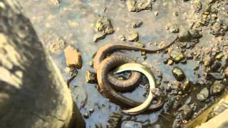 Northern water snake versus eel [upl. by Ainitsirhc]