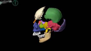 Human skull  exploded skull with bones labelled based on CT scanning [upl. by Melleta]