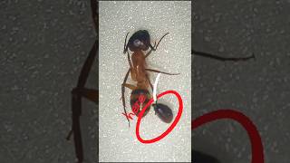 Formiga talvez inteligente 🤣 Formiga soldado shorts animais formiga insects [upl. by Atnod151]