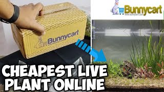 Aquarium live plant from BUNNYCART  Unboxing amp Review LushAqua [upl. by Ymac829]