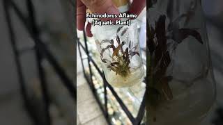 Echinodorus Aflame Tissue Culture Aquatic Plant Tissue Culture aquaticplant aquaticplants lab [upl. by Sylvanus]