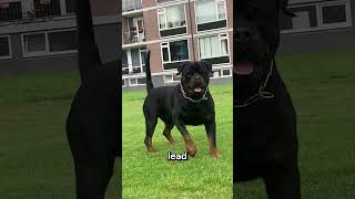 Rottweiler vs Cane Corso Whos the Ultimate Protector [upl. by Ungley]