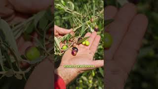 Strane IDEE in testa olivo campagna farming [upl. by Enelloc743]