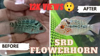 SRD MONSTER KOK Flowerhorn GROWTH In A Month 🐟😨 [upl. by Aicnom712]