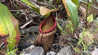 Serpentine Pitcher Plant Nepenthes macrovulgaris [upl. by Marcelline341]