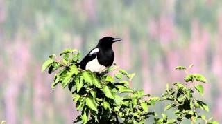 Blackbilled Magpie [upl. by Elraet864]