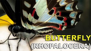 Butterfly Rhopalocera  Class Insecta  Animalia  Phylum Euarthropoda  Lepidoptera [upl. by Thurston]