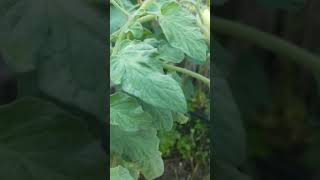 Eggshell for my tomatoes 🍅 artui kawr tomato tan rooftopgardens vegetablegarden mizoram [upl. by Ahseinod]