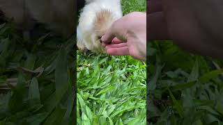 Sedosinha comendo minhoca 🐛 chicken galinho pets [upl. by Snashall]