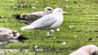 Iceland Gull Stubbers Green Walsall 29022024 [upl. by Vahe695]