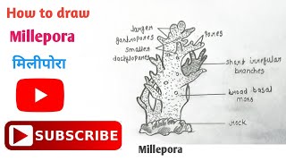 How to draw Millepora Diagram  मिलीपोरा का चित्र  Phylum coelenterata  millepora coelenterata [upl. by Cozza]