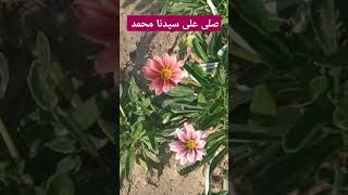 Beautiful plant it is Gazania flower quran لايك vairalshort vairalvideo plants nature fy fyp [upl. by Noorah]