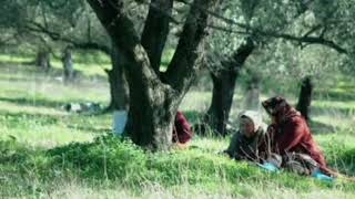 Récolte des Olives en Kabylie [upl. by Yetak]