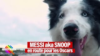 Messi le chien star dAnatomie dune chute devenue nouvelle coqueluche dHollywood [upl. by Mcnelly]