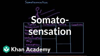 Somatosensation  Processing the Environment  MCAT  Khan Academy [upl. by Kora]