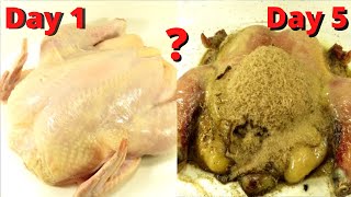 How Quickly The Maggots Eat The Chicken Time Lapse [upl. by Alcinia]