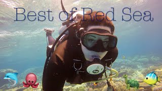 ❗️Best of SCUBA diving in Egypt❗️  with dolphins🐬 Octopus amp many more [upl. by Ahsimak]