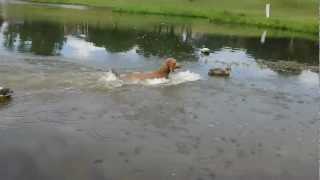 Louter Creek Hunting Poodle quotWhiskeyquot on a water retrieve near the duck blind [upl. by Martel961]