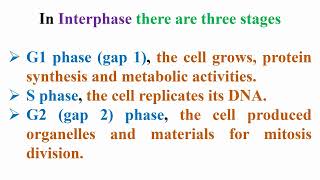 Interphase Stages in Cell Cycle [upl. by Graehme]